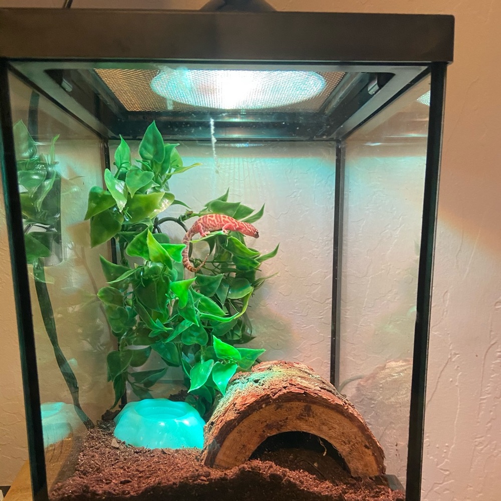 Lizard insect cage
